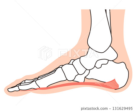 Plantar fascia, plantar aponeurosis, plantar fasciitis, foot muscles 131629495