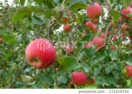 Apples growing on trees (Aomori City, Aomori Prefecture) 131629784