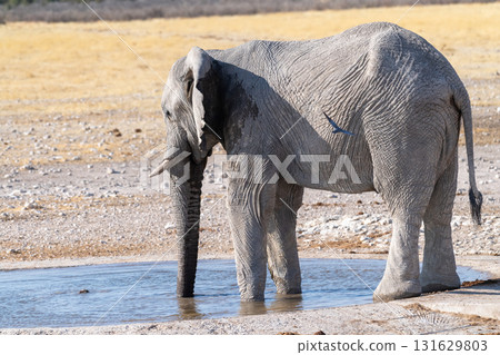 African Elephant drinking at a waterhole 131629803