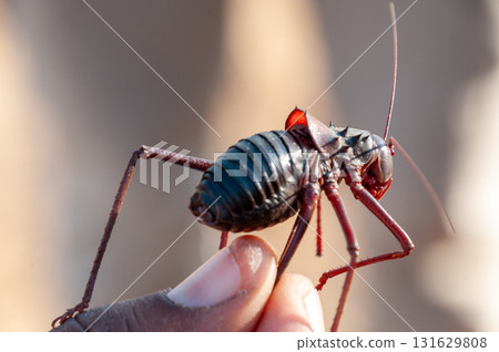 African armoured ground cricket African armoured ground cricket 131629808