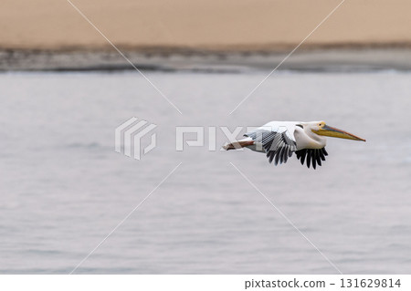 Pelican in Walvis Bay 131629814