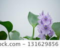 水葫蘆花 131629856