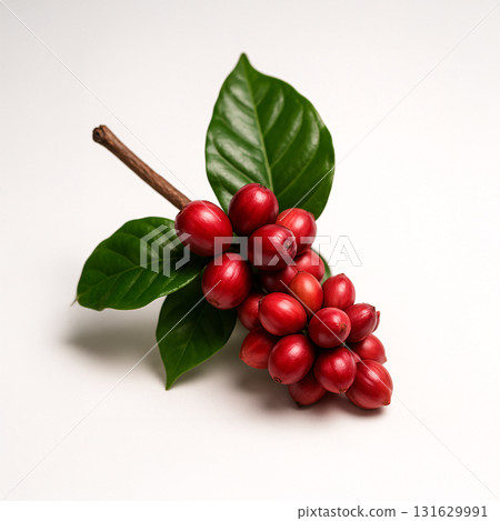 Coffee seeds 131629991