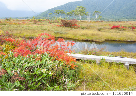 群馬縣片品村：初秋時節，從尾瀨之原眺望的草葉和花楸樹 131630014