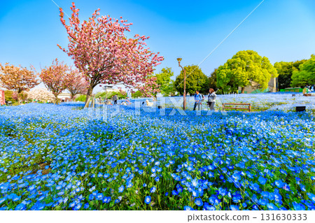 Nemophila blooming on a hill in Toneri Park, Adachi Ward, Tokyo Nemophila blooming on a hill in Toneri Park, Adachi Ward, Tokyo 131630333