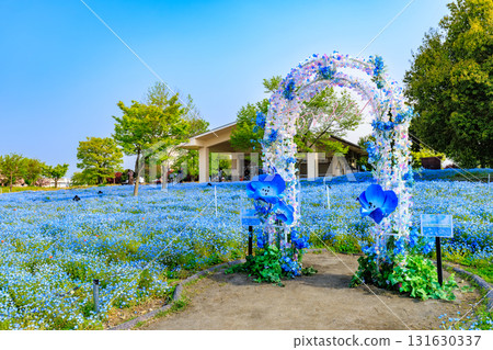 東京足立區舍人公園山上盛開的 Nemophila 131630337
