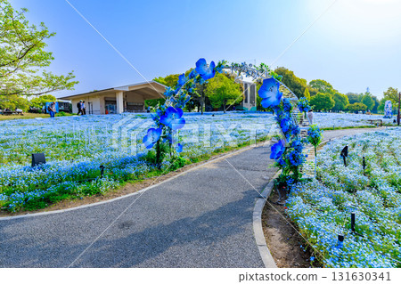 東京足立區舍人公園山上盛開的 Nemophila 東京足立區舍人公園山上盛開的 Nemophila 131630341