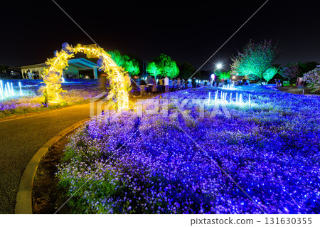 Illumination of the Nemophila flowerbeds at Toneri Park in Adachi Ward, Tokyo (Flower and Light Movement) 131630355