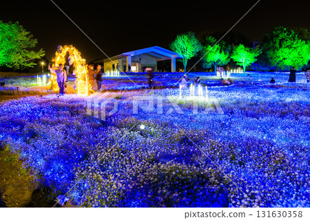 Illumination of the Nemophila flowerbeds at Toneri Park in Adachi Ward, Tokyo (Flower and Light Movement) Illumination of the Nemophila flowerbeds at Toneri Park in Adachi Ward, Tokyo (Flower and Light Movement) 131630358