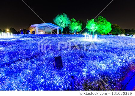 Illumination of the Nemophila flowerbeds at Toneri Park in Adachi Ward, Tokyo (Flower and Light Movement) Illumination of the Nemophila flowerbeds at Toneri Park in Adachi Ward, Tokyo (Flower and Light Movement) 131630359