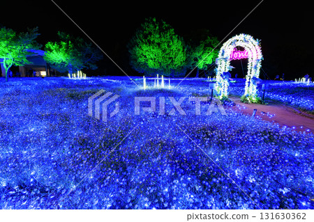 東京都足立區舍人公園的粉蝶花花壇亮燈儀式（花與光的盛會） 131630362