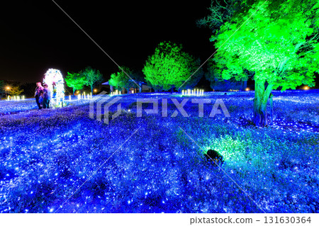 東京都足立區舍人公園的粉蝶花花壇亮燈儀式(花與光的盛會) 東京都足立區舍人公園的粉蝶花花壇亮燈儀式(花與光的盛會) 131630364