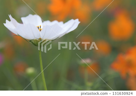 White flowers with yellow stamens blooming in a cosmos field White flowers with yellow stamens blooming in a cosmos field 131630924