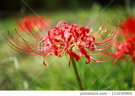 A colorful cluster amaryllis 131630969
