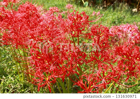 A colorful cluster amaryllis 131630971