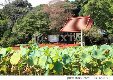 A cluster amaryllis of Satoyama 131630972