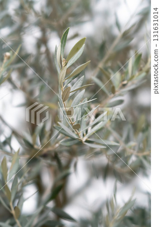 樹木和樹枝上茂密樹葉的特寫散景 樹木和樹枝上茂密樹葉的特寫散景 131631014