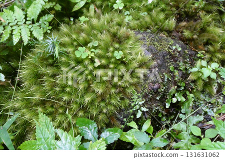 Polytrichum moss and other moisture-loving plants growing on the cedar trees at Hagurosan Shrine 131631062