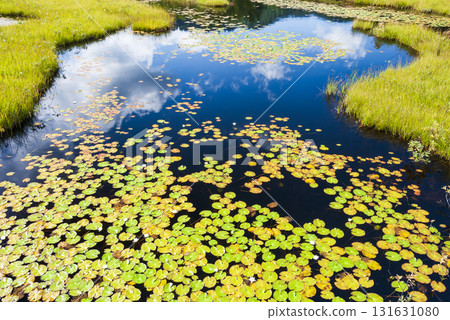 Katashina Village, Gunma Prefecture: A pond and lily of the valley reflecting the blue sky from Ozegahara in early autumn 131631080