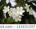 Beautiful white Plumeria flowers blooming on green leaves 131631107