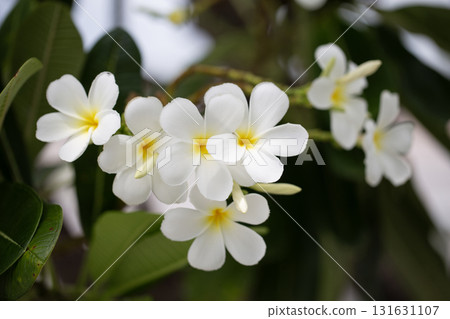 Beautiful white Plumeria flowers blooming on green leaves 131631107