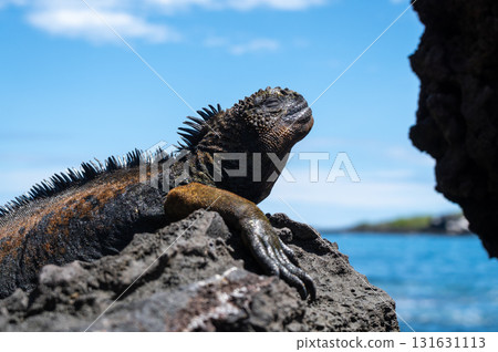 Marine iguana resting on rocks by the ocean, Galapagos Marine iguana resting on rocks by the ocean, Galapagos 131631113