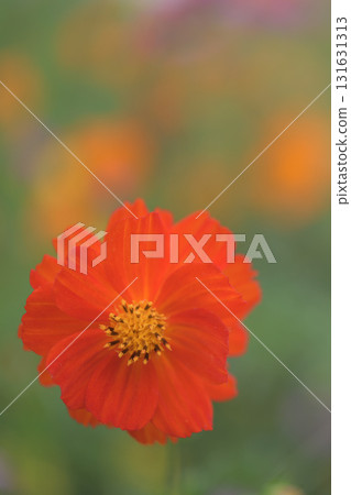 Red cosmos blooming in a cosmos field 131631313