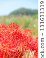 Higankyana和Cosmos 131631319