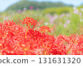 Higankyana和Cosmos 131631320
