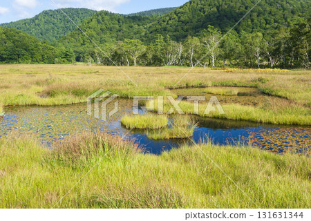 群馬縣片品村 - 初秋時節從尾瀨之原看到的紅葉和白樺樹 群馬縣片品村 - 初秋時節從尾瀨之原看到的紅葉和白樺樹 131631344
