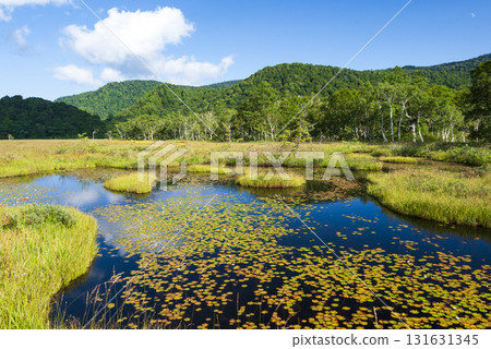 Katashina Village, Gunma Prefecture: Ponds and birches seen from Ozegahara in early autumn 131631345