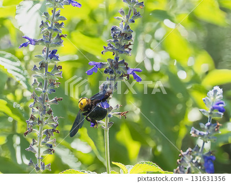 一隻木蜂在藍色鼠尾草上休息 131631356