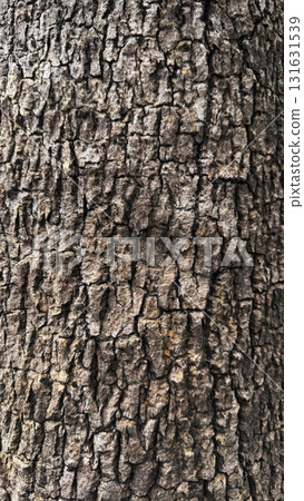 Tree texture background with copy space Tree texture background with copy space 131631539