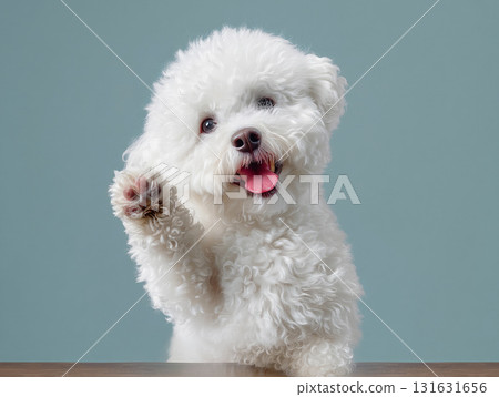 Smiling Bichon Frise greeting with a raised hand Smiling Bichon Frise greeting with a raised hand 131631656