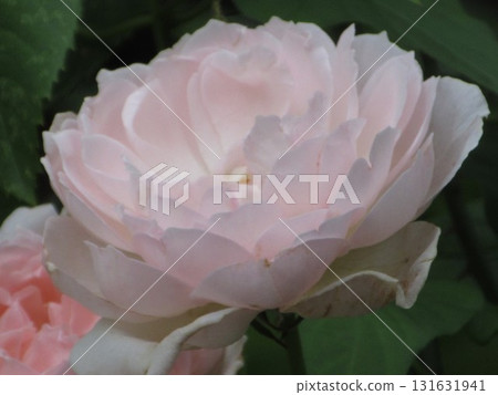 淺粉色玫瑰 131631941