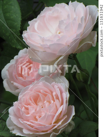 光玫瑰玫瑰 131631942