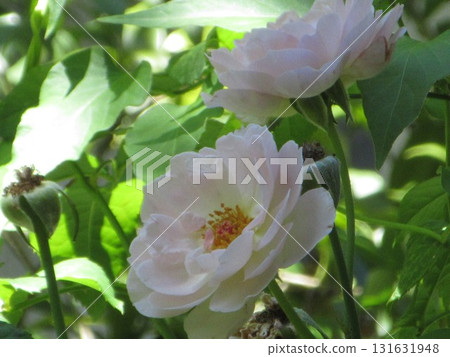 白玫瑰 白玫瑰 131631948