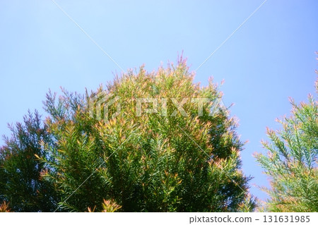 Melaleuca bracteata macro leaves small world Melaleuca bracteata macro leaves small world 131631985