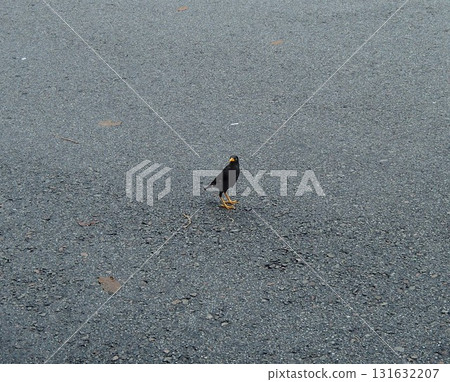 路上的鳥 路上的鳥 131632207