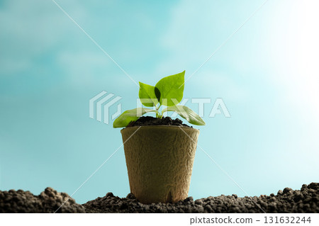 Young Green plant sprouts from soil under clear sky. Long term investment in nature, personal growth, and sustainable beginnings 131632244
