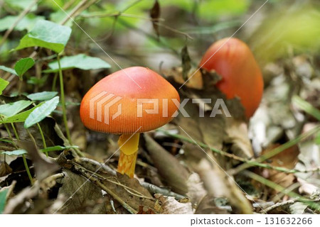 Tamagotake 131632266