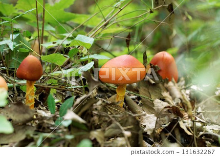 Tamagotake 131632267