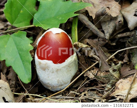 Egg mushrooms emerge after breaking the outer membrane (vesicle). 131632271