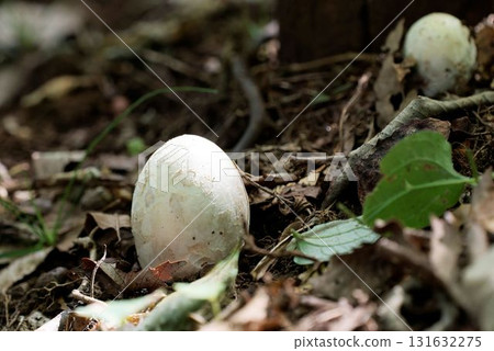 A young egg mushroom enclosed in an outer membrane (vessel) 131632275