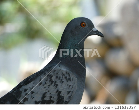 Sideways pigeon 131632357