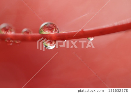 紅花石蒜雄蕊上的水滴特寫 紅花石蒜雄蕊上的水滴特寫 131632378