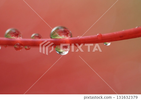 Water droplets on the stamens of red spider lilies Water droplets on the stamens of red spider lilies 131632379