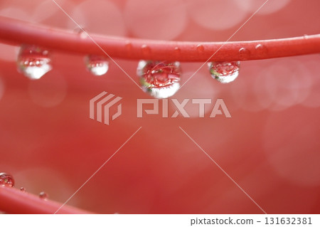 雨水浸濕的紅花上的水滴與倒影 131632381