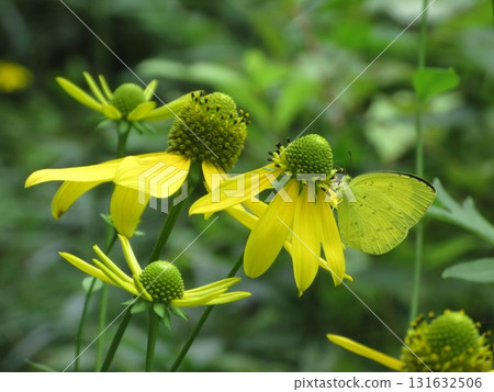 停止在花的蝴蝶 131632506