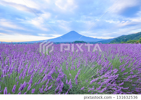 從薰衣草盛開的河口湖大石公園眺望富士山 山梨縣河口湖町 從薰衣草盛開的河口湖大石公園眺望富士山 山梨縣河口湖町 131632536
